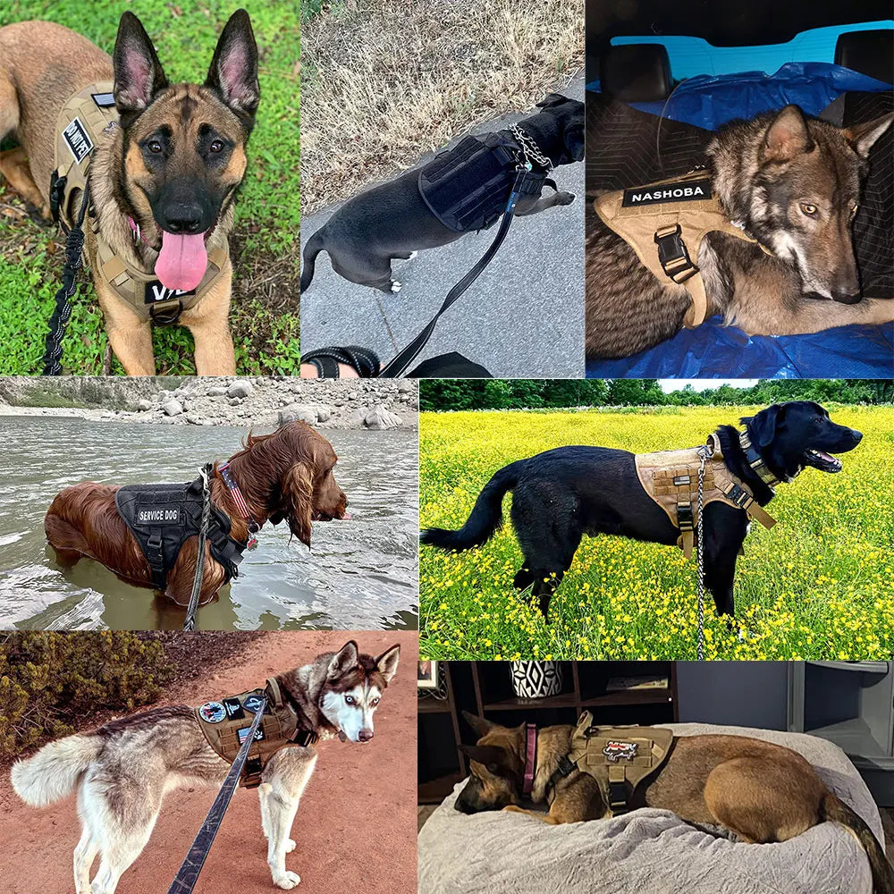 Large Dog Harness And Leash Set For Medium Large Dogs
